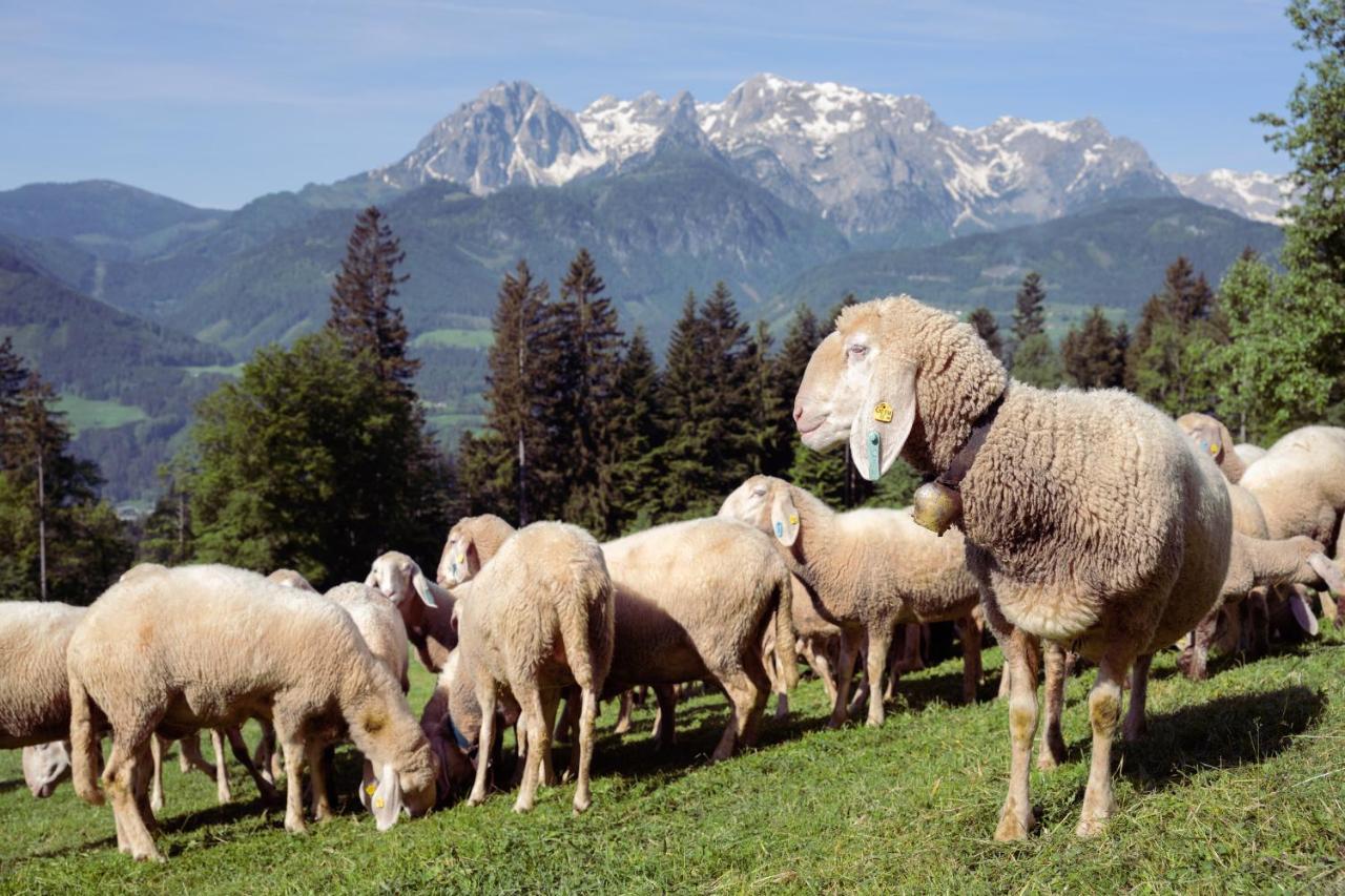 Familienbauernhof Samerhof Pfarrwerfen Bagian luar foto