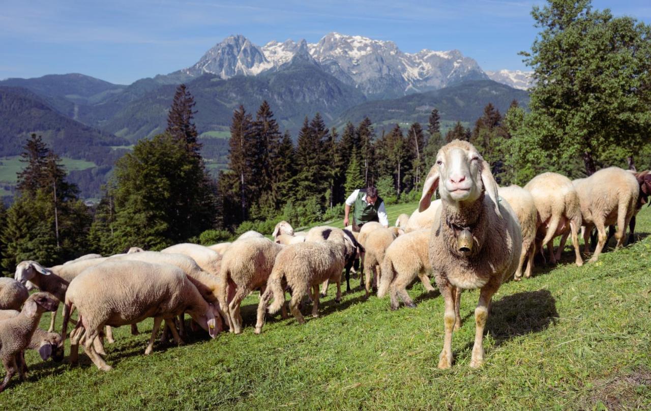 Familienbauernhof Samerhof Pfarrwerfen Bagian luar foto